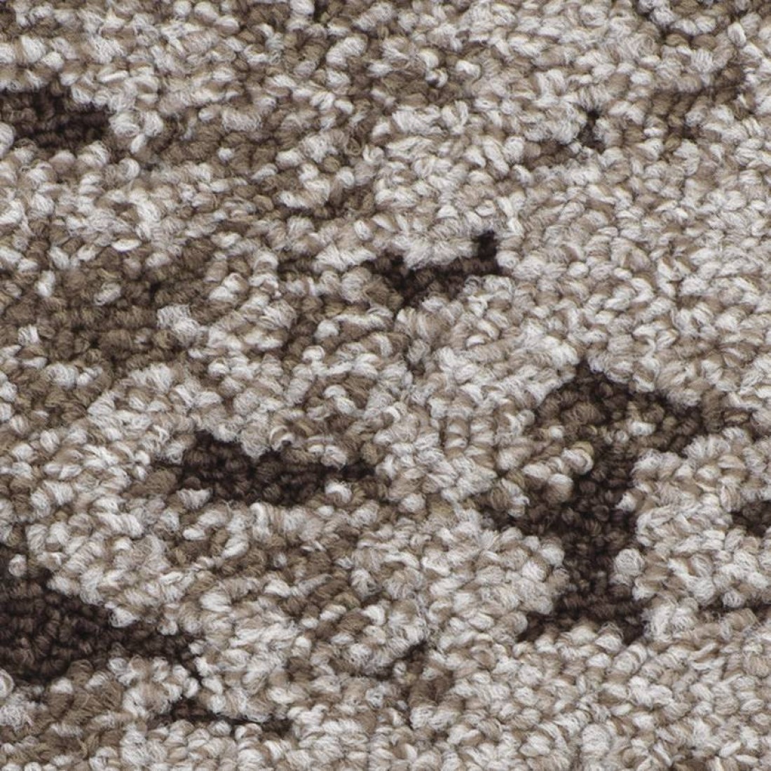 CANOPY TO BARK ZOOM HD planks